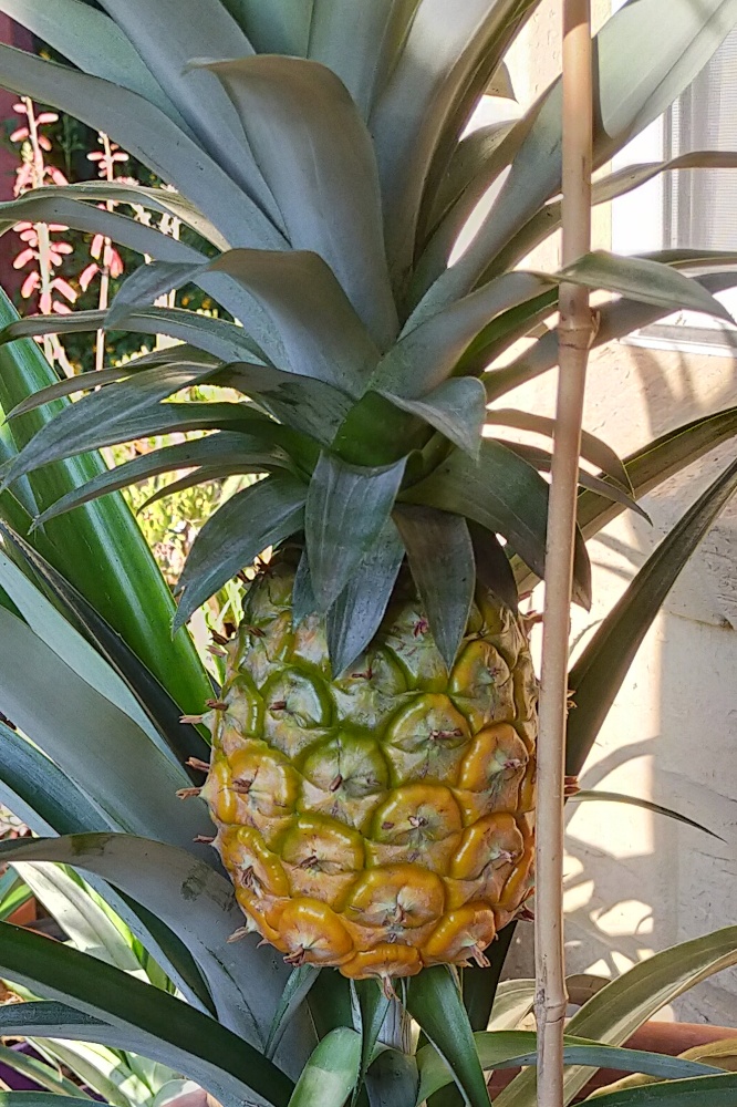 Ripening fruit